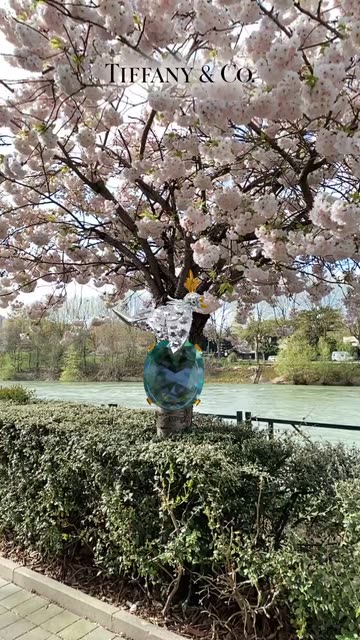 Preview for a Spotlight video that uses the Bird on a Rock Lens