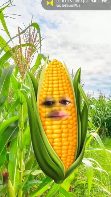 Preview for a Spotlight video that uses the Corn Lens