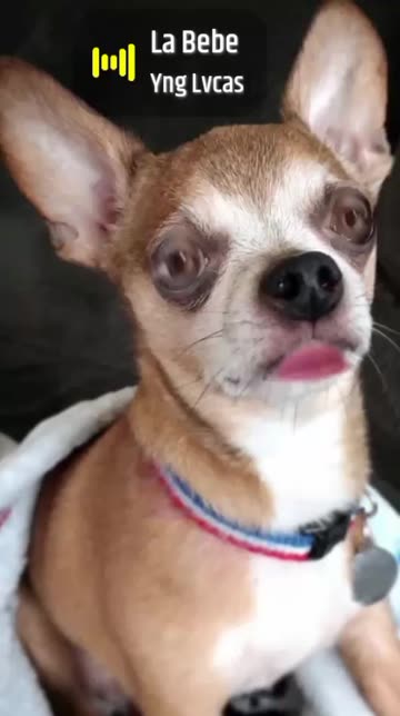 Preview for a Spotlight video that uses the Chihuahua face Lens