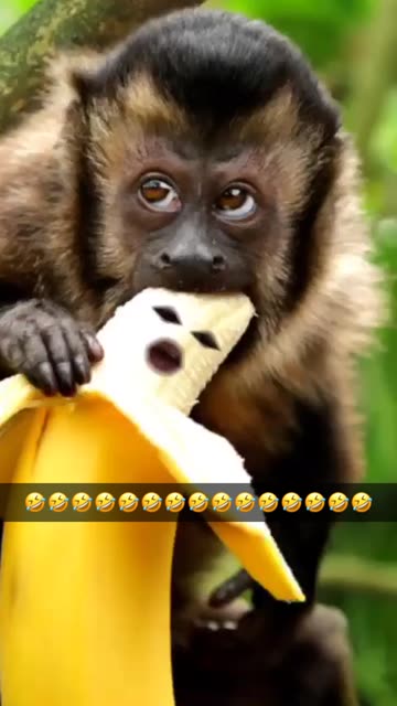 Preview for a Spotlight video that uses the monkey banana Lens