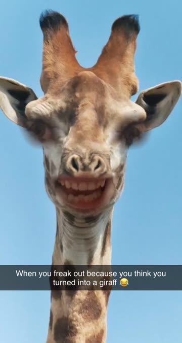 Preview for a Spotlight video that uses the Giraffe Face Lens