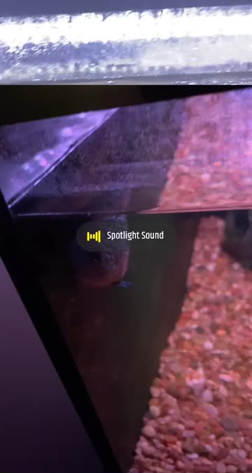 Preview for a Spotlight video that uses the Funny Time Warp Lens