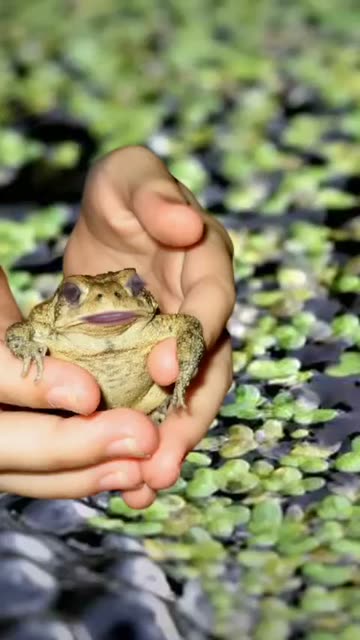 Preview for a Spotlight video that uses the frog and chill Lens