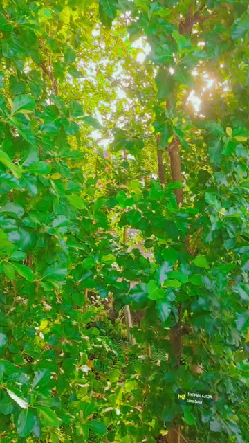 Preview for a Spotlight video that uses the INDIE KID Lens