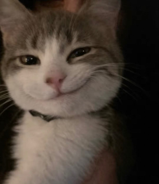 catlover2285