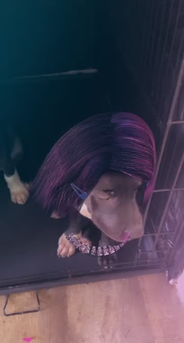 Preview for a Spotlight video that uses the Purple Bob Look Lens