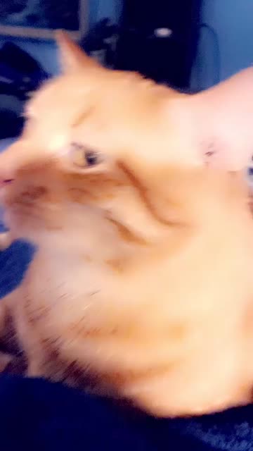 Preview for a Spotlight video that uses the Pink Bear Lens