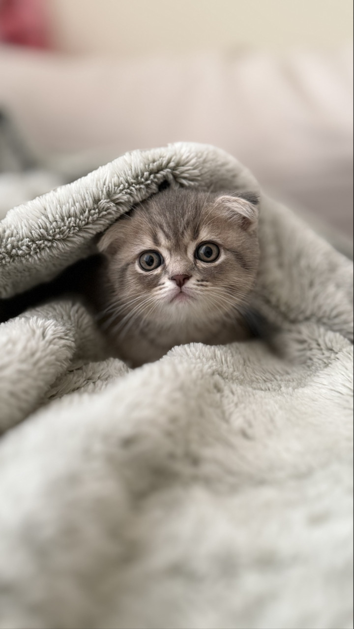 محتوى سناب شات لـ الحــصـ🤍