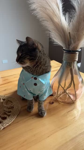 cute cat wearing dress Jasmine Cat Dress