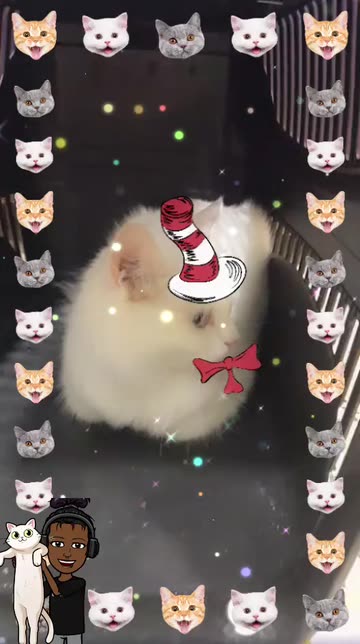 Preview for a Spotlight video that uses the Striped Hat Cats Lens