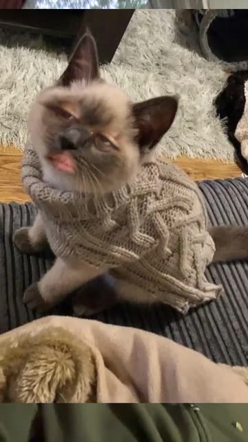 Preview for a Spotlight video that uses the Sweater cat Lens