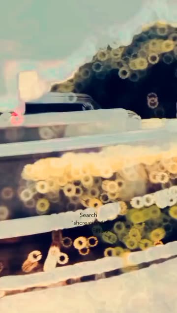 Preview for a Spotlight video that uses the BlackLishh Lens