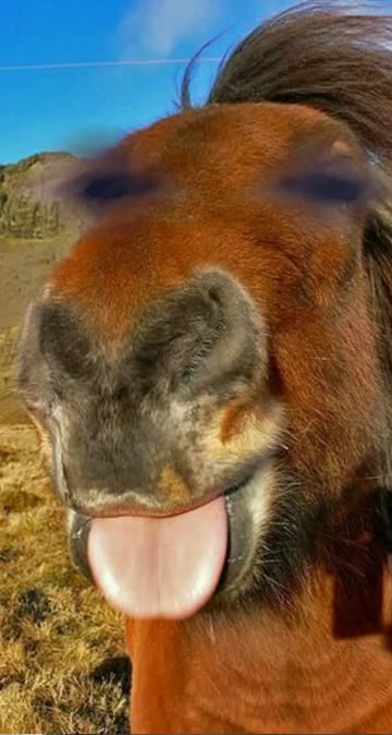 Preview for a Spotlight video that uses the horsey face Lens