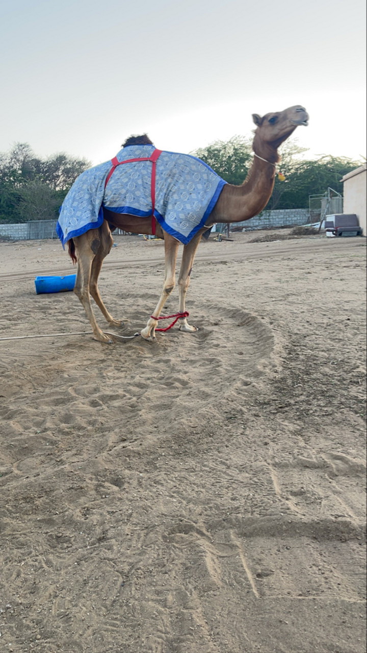 محتوى سناب شات لـ 𝕄𝕆ℍ𝔸𝕄𝕄𝔼𝔻 🇦🇪