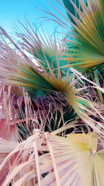Preview for a Spotlight video that uses the Sunflower Lens