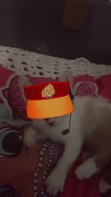 Preview for a Spotlight video that uses the Pet Pizza Worker Lens