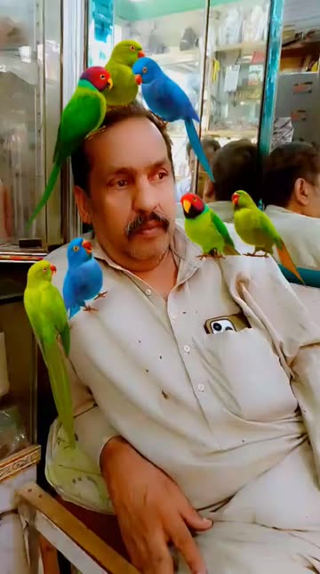 Man And Parrots Videos