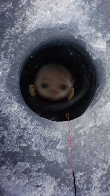 Preview for a Spotlight video that uses the Gold Fish Lens