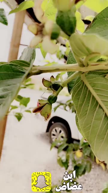 Preview for a Spotlight video that uses the ebn 3adhadh Lens