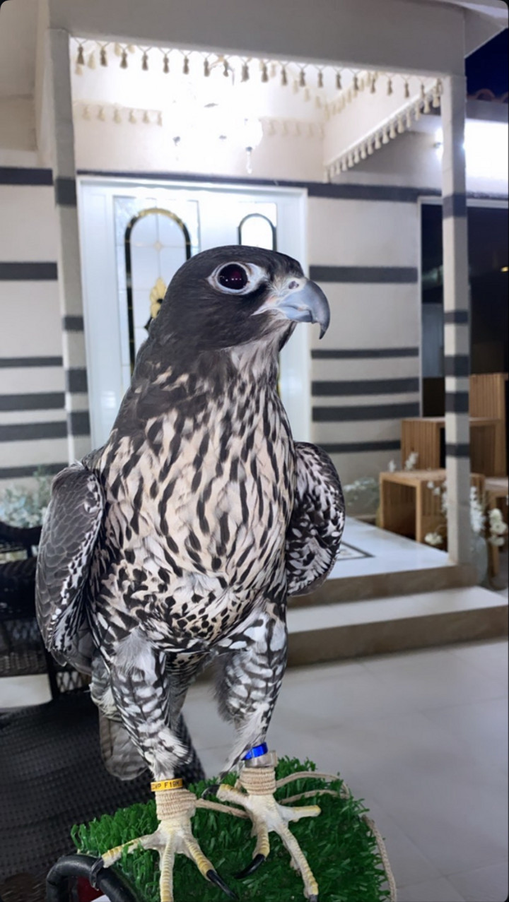 محتوى سناب شات لـ ‏𝙈𝙕𝘼