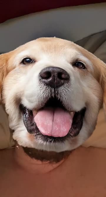Preview for a Spotlight video that uses the Doggie jyii Lens