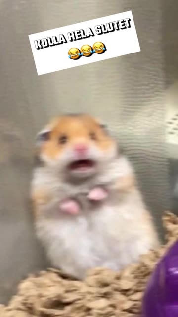 Preview for a Spotlight video that uses the panicking hamster Lens