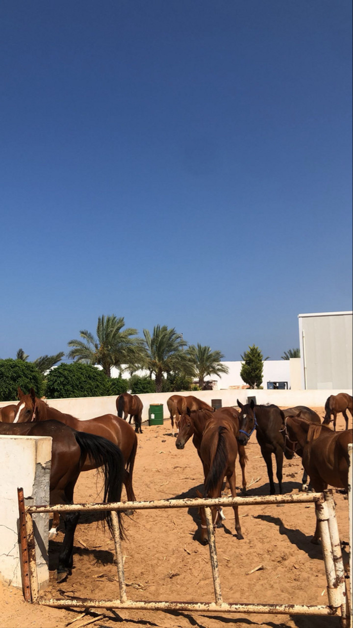 محتوى سناب شات لـ Z