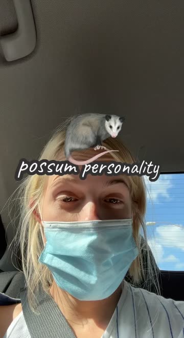 Preview for a Spotlight video that uses the Possum Personality Lens