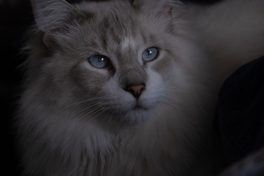 chloebills