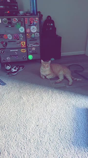 Preview for a Spotlight video that uses the pokemon trainer Lens
