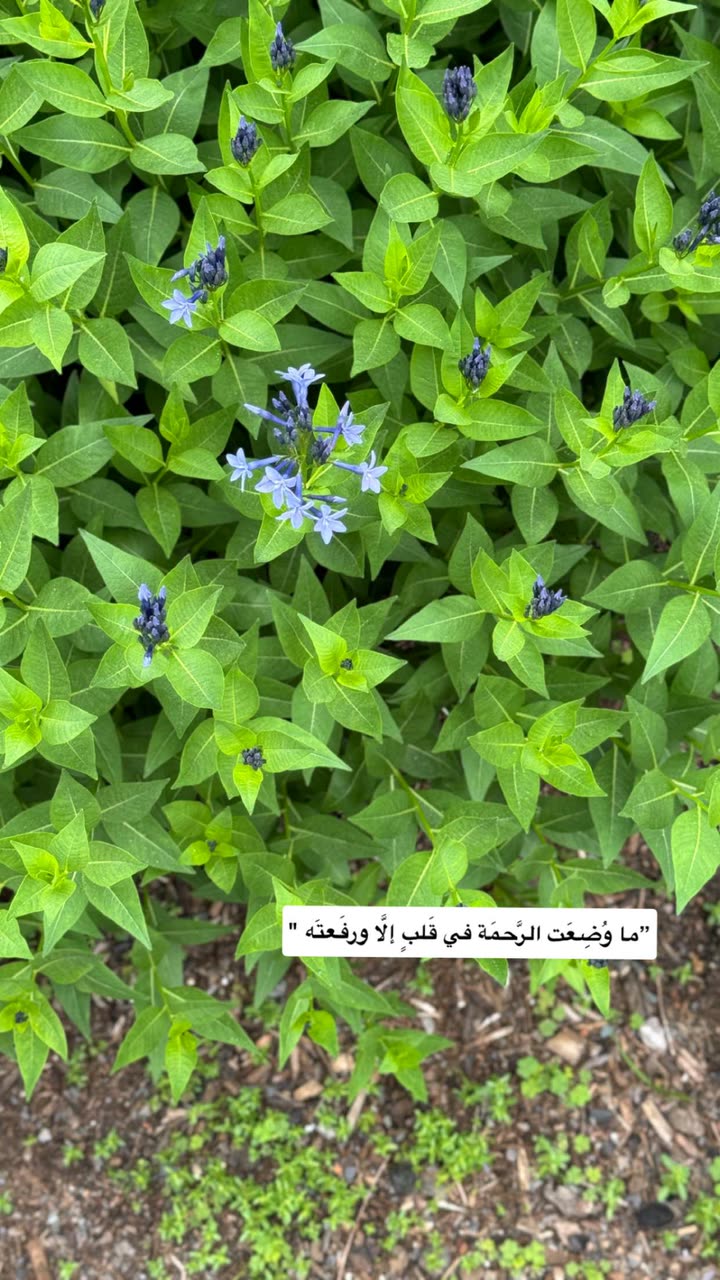 محتوى سناب شات لـ عفرا السويدي 🦋