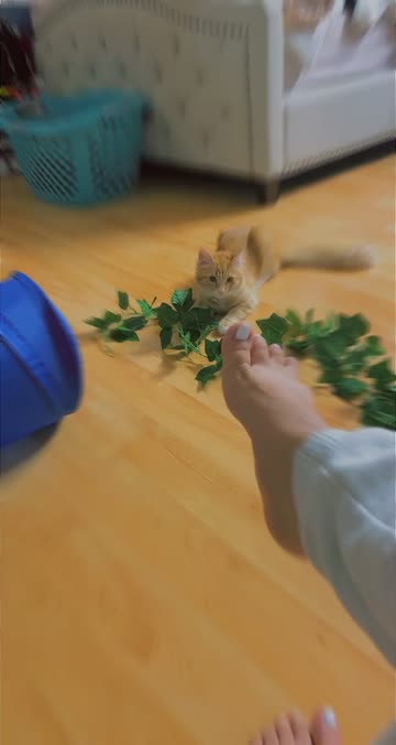 Preview for a Spotlight video that uses the dizzy Lens