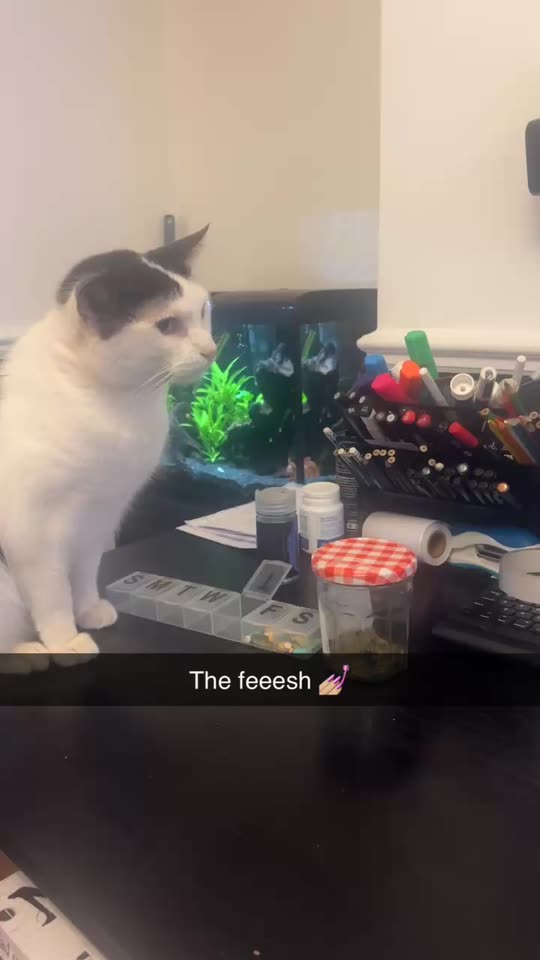 priddykittyx