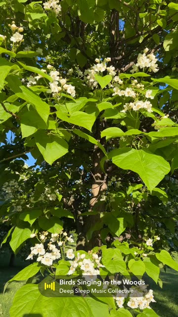 Blossoming Tree in Full Bloom