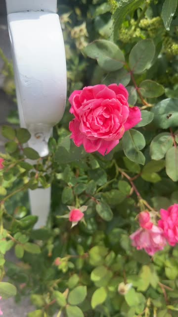 Rose Filter Effect For Photos Videos
