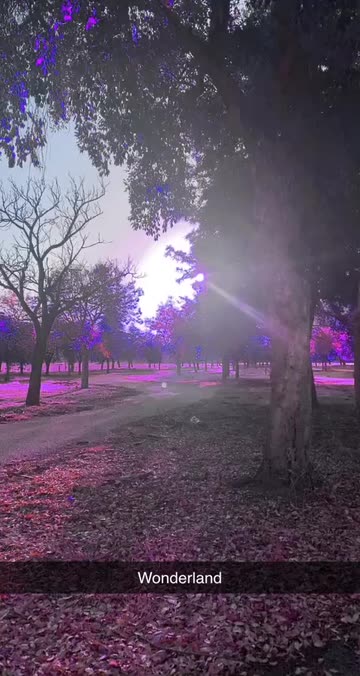 Preview for a Spotlight video that uses the Blue Tree Lens