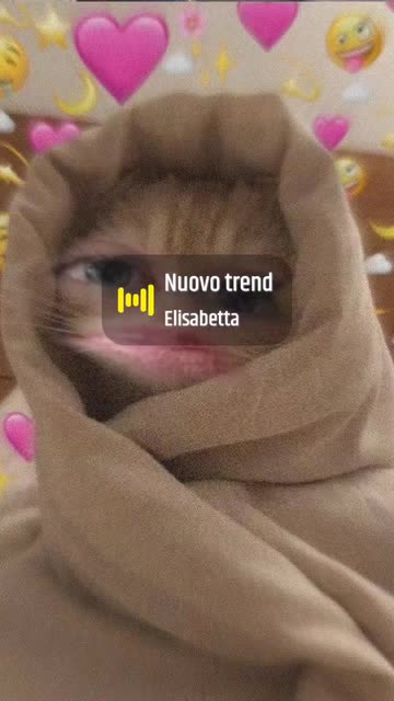 Preview for a Spotlight video that uses the Cat in the blanket Lens