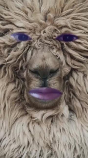 Preview for a Spotlight video that uses the Scary Sheep Lens