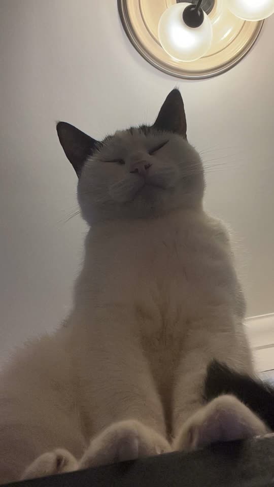 priddykittyx