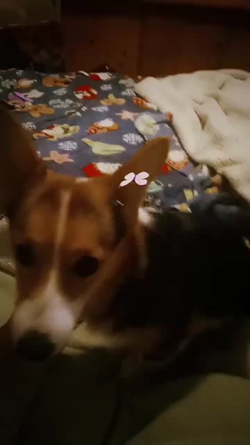 Preview for a Spotlight video that uses the Rainbow butterfly Lens