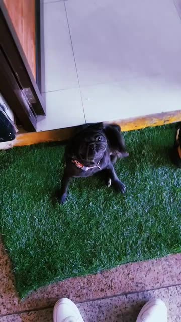 Preview for a Spotlight video that uses the HUJI Lens