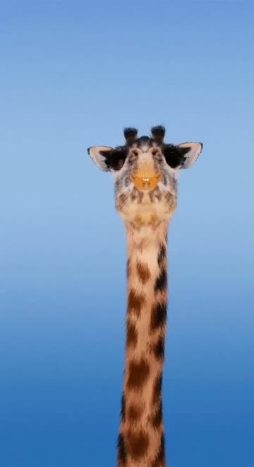 Preview for a Spotlight video that uses the Cute Giraffe  Lens