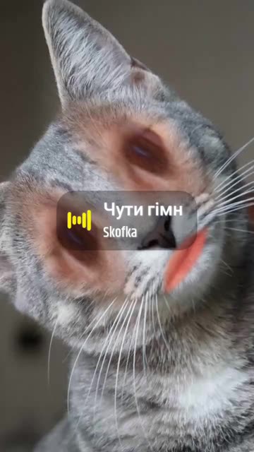 Preview for a Spotlight video that uses the Ciluk Ba Meow Lens