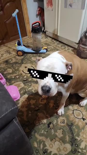 Preview for a Spotlight video that uses the Deal With It Doggo Lens