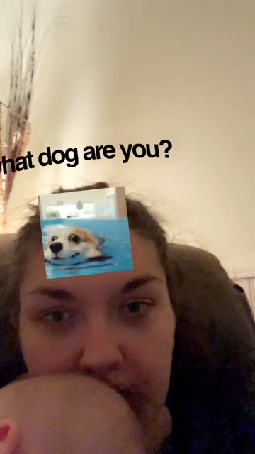 Preview for a Spotlight video that uses the what dog are you Lens