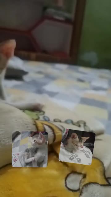 Preview for a Spotlight video that uses the pet deal with it Lens