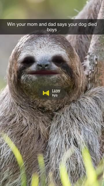 Preview for a Spotlight video that uses the I am a Sloth Lens