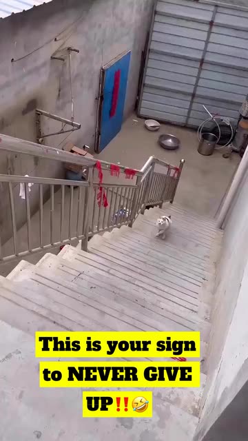 Spotlight content by a Snapchat user
