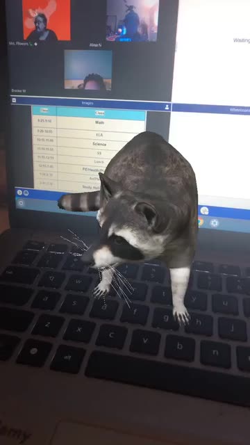 Preview for a Spotlight video that uses the Raccoon Lens