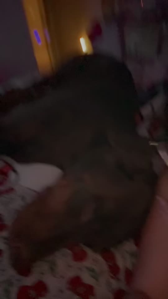 blahgigi
